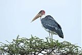 Marabou Stork